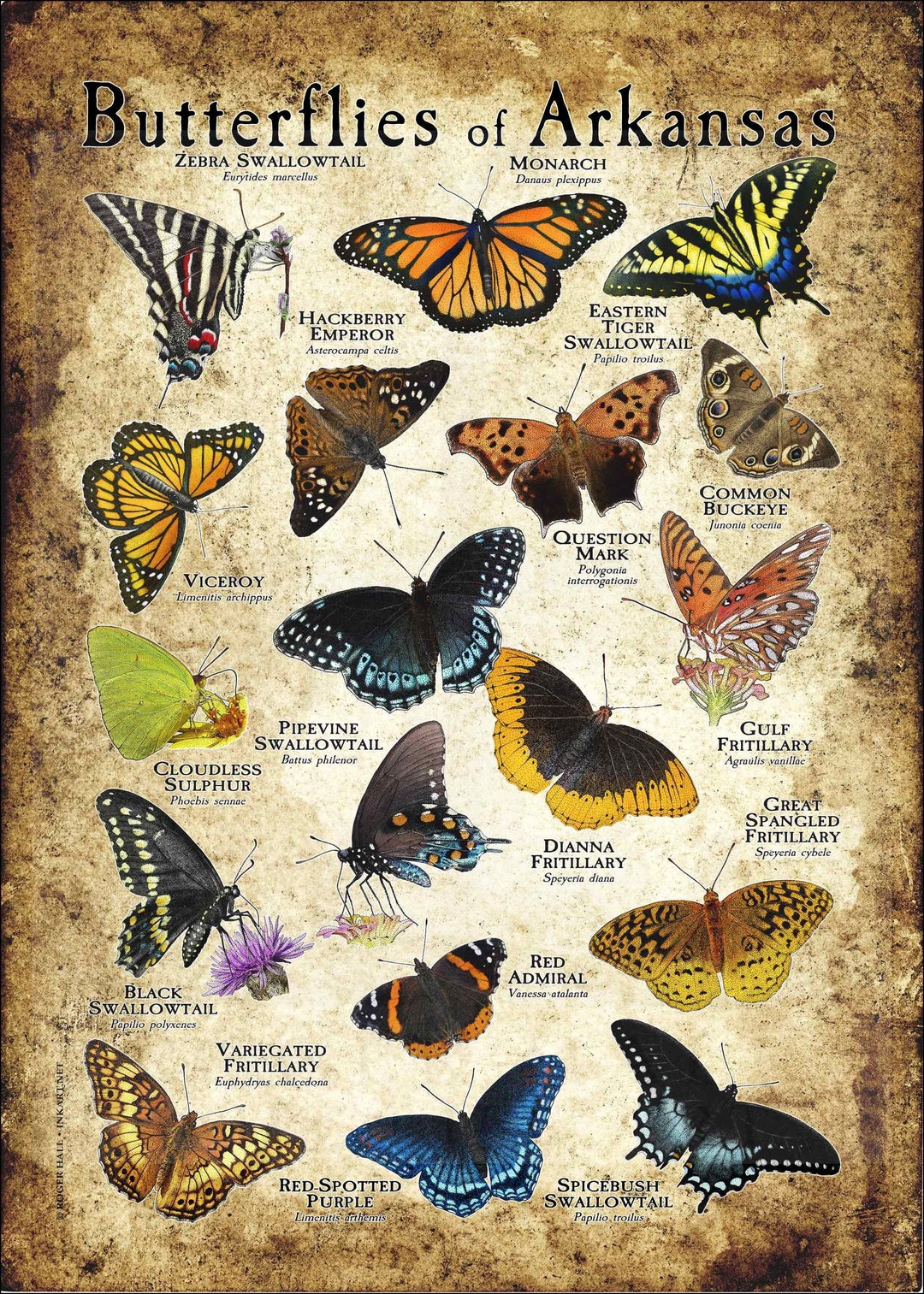 Butterflies of Arkansas Poster Print Field Guide Etsy