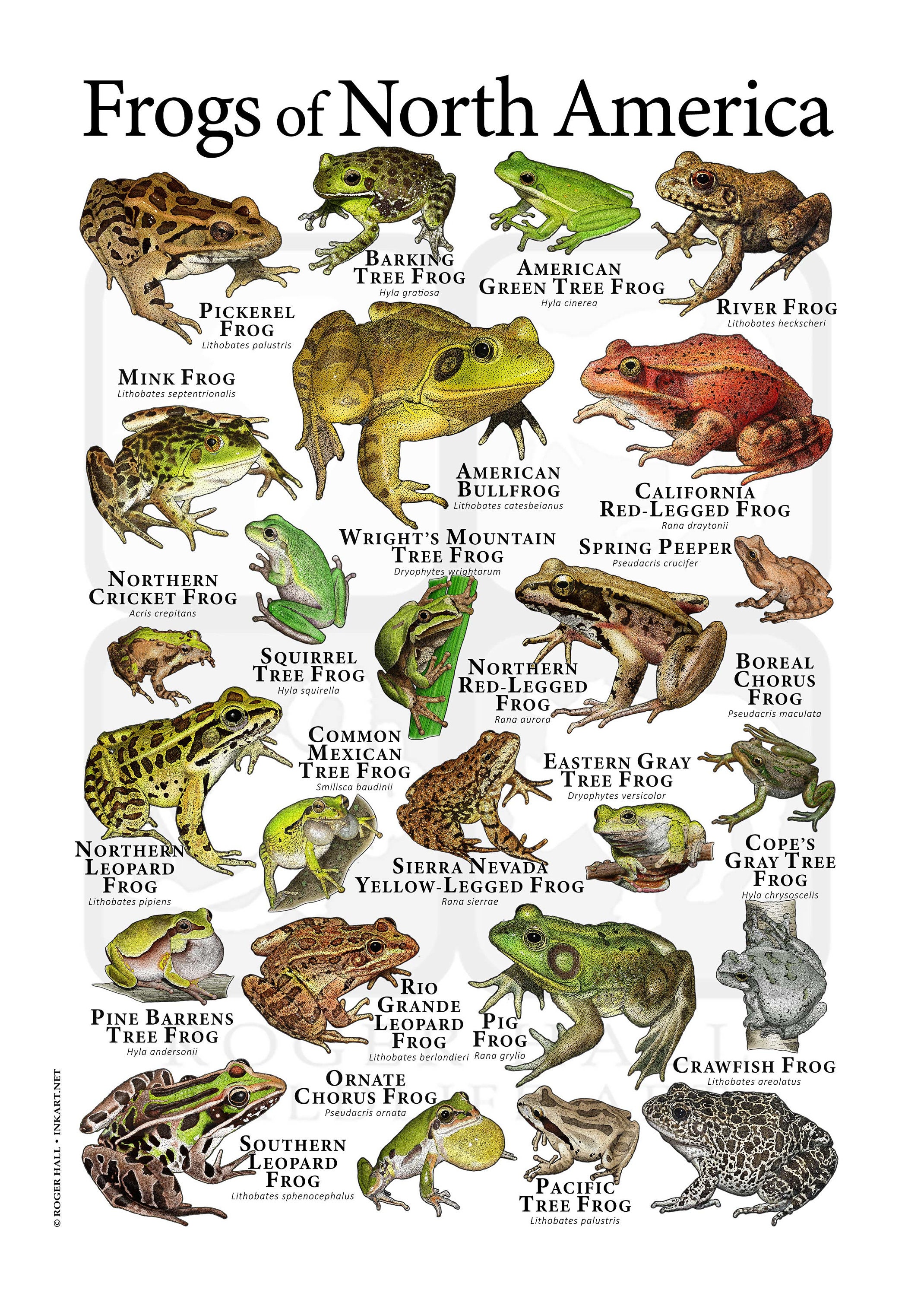 Frogs of North America Poster Print Etsy