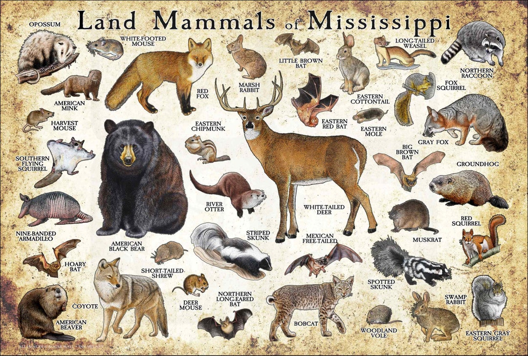 Land Mammals of Mississippi Poster Print / Mississippi Mammals Field