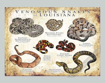 Puede incluir: Un póster rectangular titulado VENOMOUS SNAKES OF LOUISIANA que presenta ilustraciones detalladas de siete serpientes: Eastern Diamondback Rattlesnake, Western Pygmy Rattlesnake, Timber Rattlesnake, Texas Coral Snake, Eastern Coral Snake, Eastern Copperhead y Northern Cottonmouth, sobre un fondo de pergamino de estilo antiguo y desgastado.