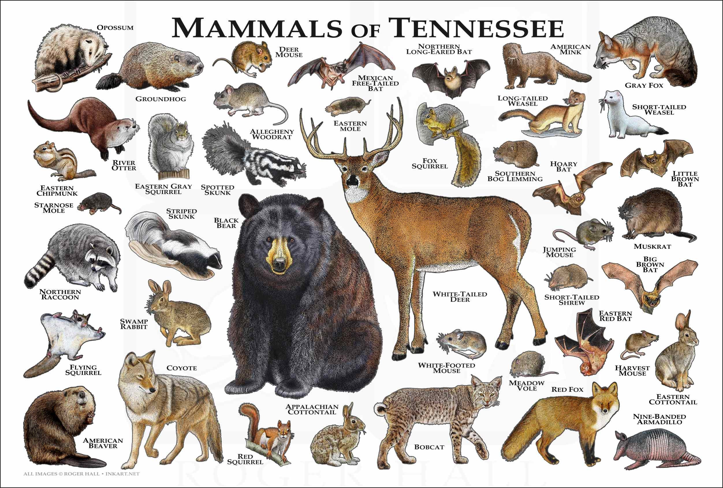 [Letter3 5] Exotic Animals For Sale Tennessee Terms Of Use - uj2oysc