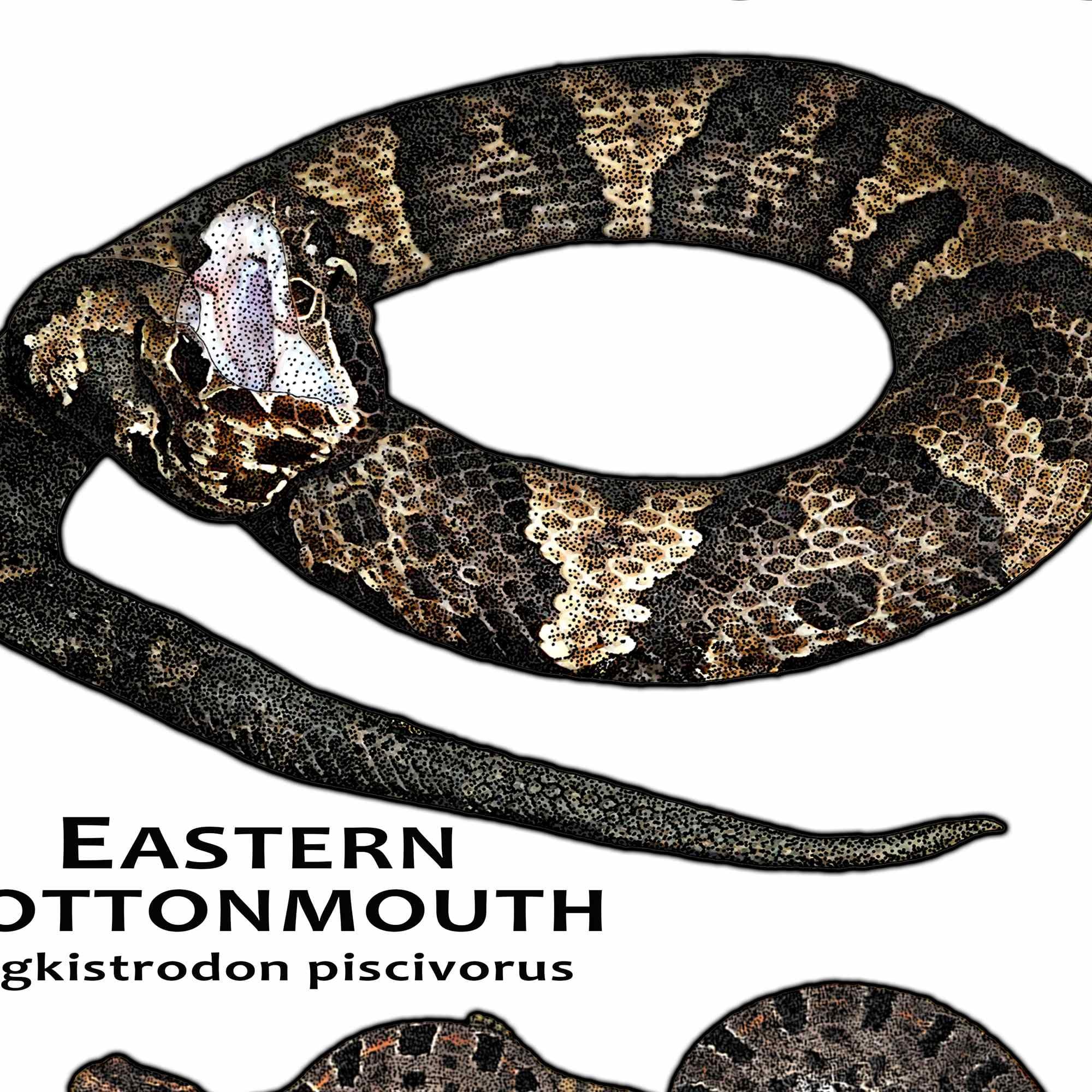 Venomous Snakes of Florida Art Print/field Guide - SIGNED BY
