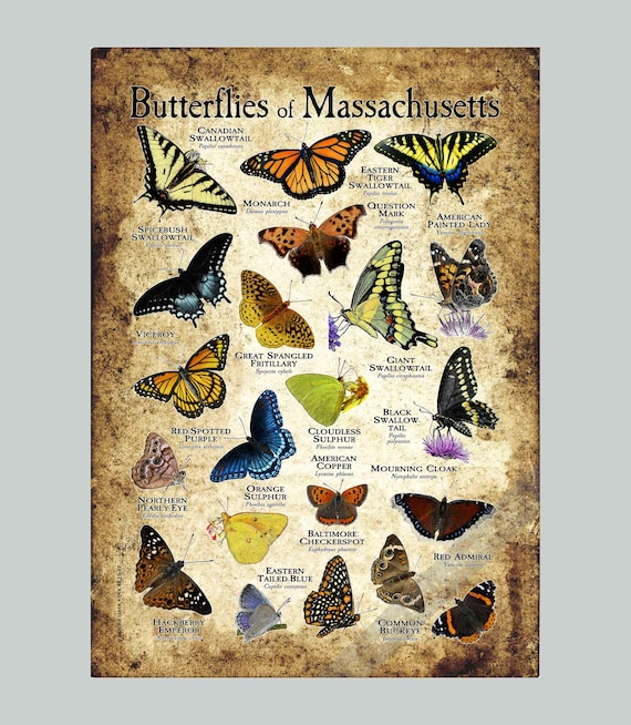 Butterfly Types Chart Types Of Butterflies Poster