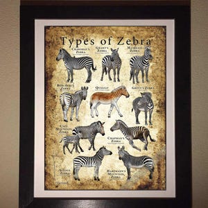 Types of Zebra Poster / Field Guide - SIGNED BY ARTIST! image 7