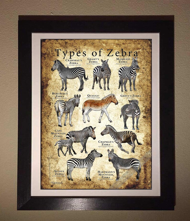 Types of Zebra Poster / Field Guide - SIGNED BY ARTIST! image 7