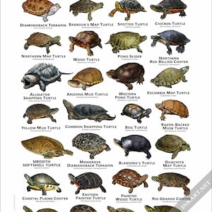 Freshwater Turtles of North America Art Print / Field Guide - SIGNED BY ...