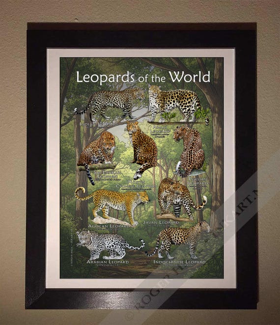 Leopards of the World Poster Print - Etsy