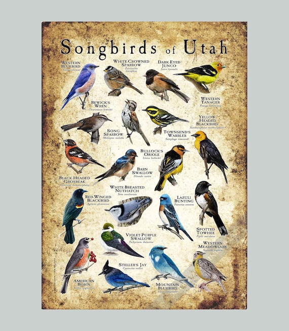 Nos actions pour les oiseaux chanteurs néotropicaux