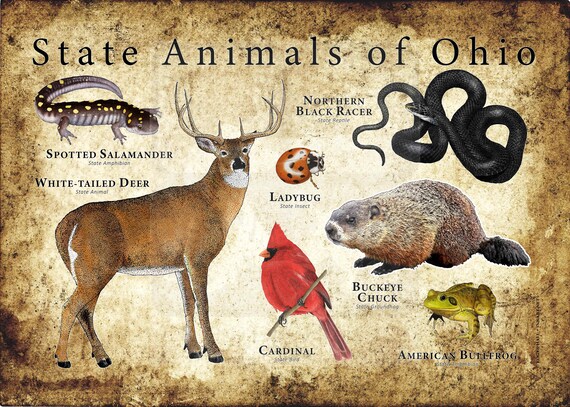 Ohio State Animals Poster Print | Etsy