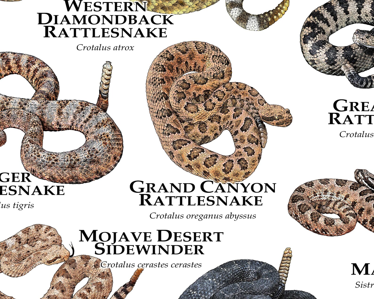 Rattlesnakes of Arizona Art Print / Field Guide - Etsy
