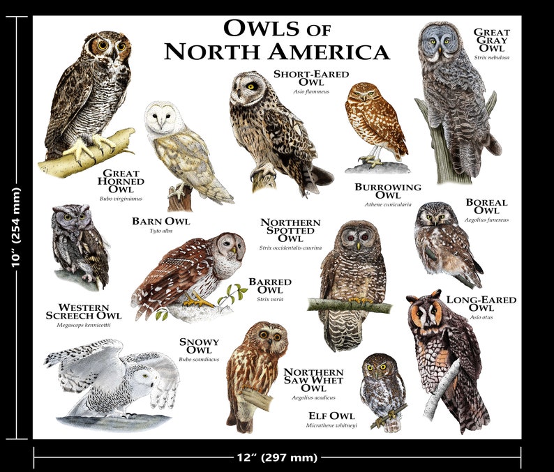 Owls of North America Poster Print 10x12 (254mmx297mm)