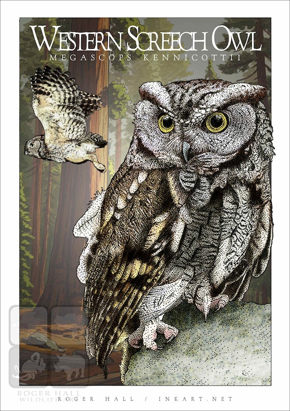 Owls of North American Poster Prints - SIGNED BY ARTIST! - Etsy