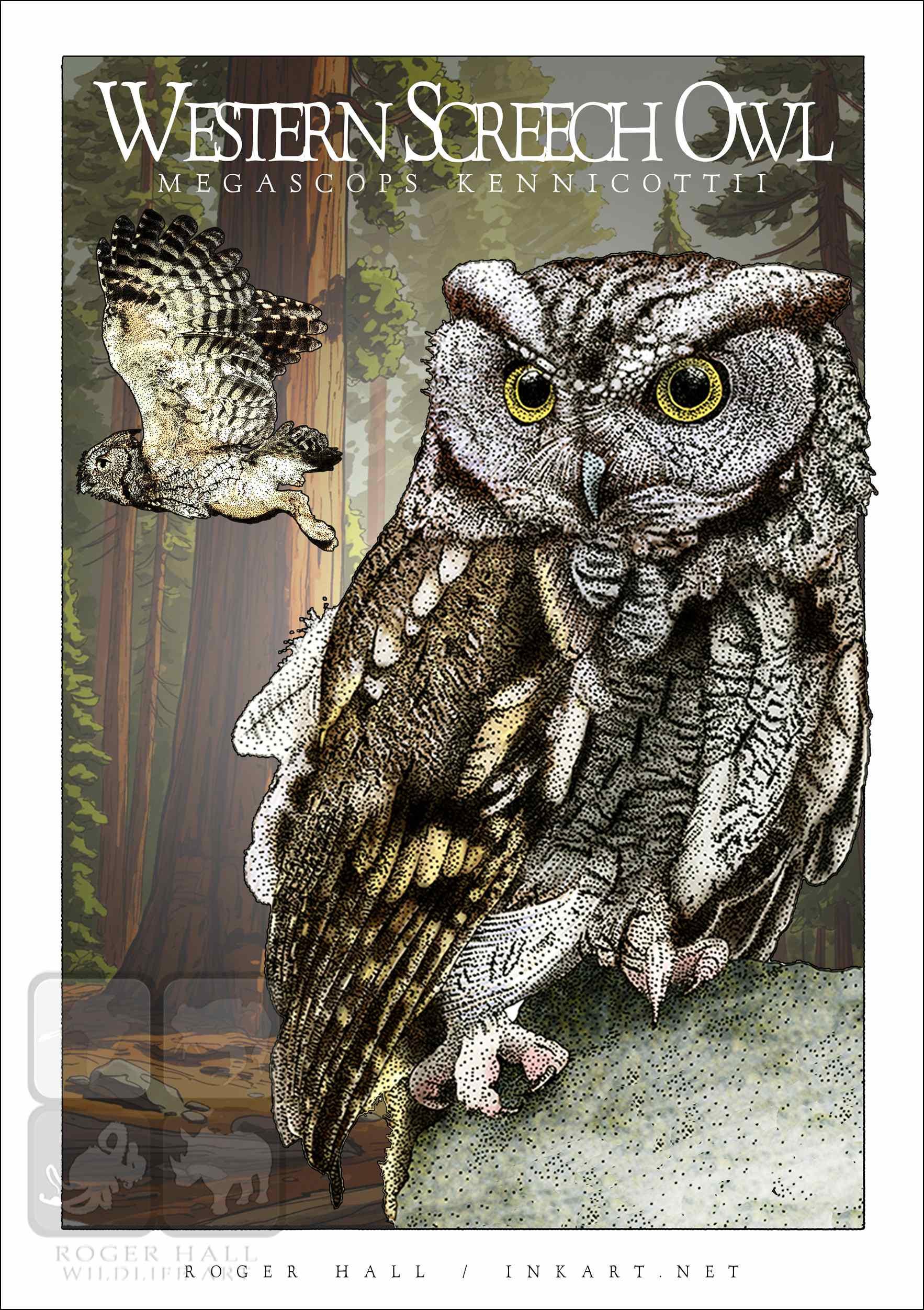 owlページです(^^) Great Horned Owl Color Print With COA Limited Edition 77/1000 By