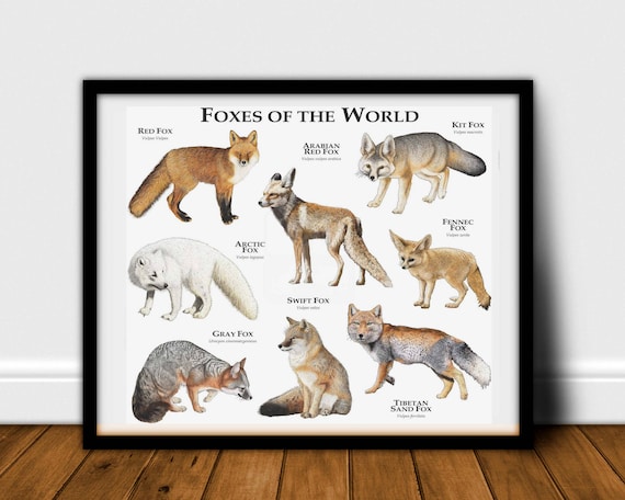 Foxes of the World Poster Print - SIGNED BY ARTIST! - Etsy