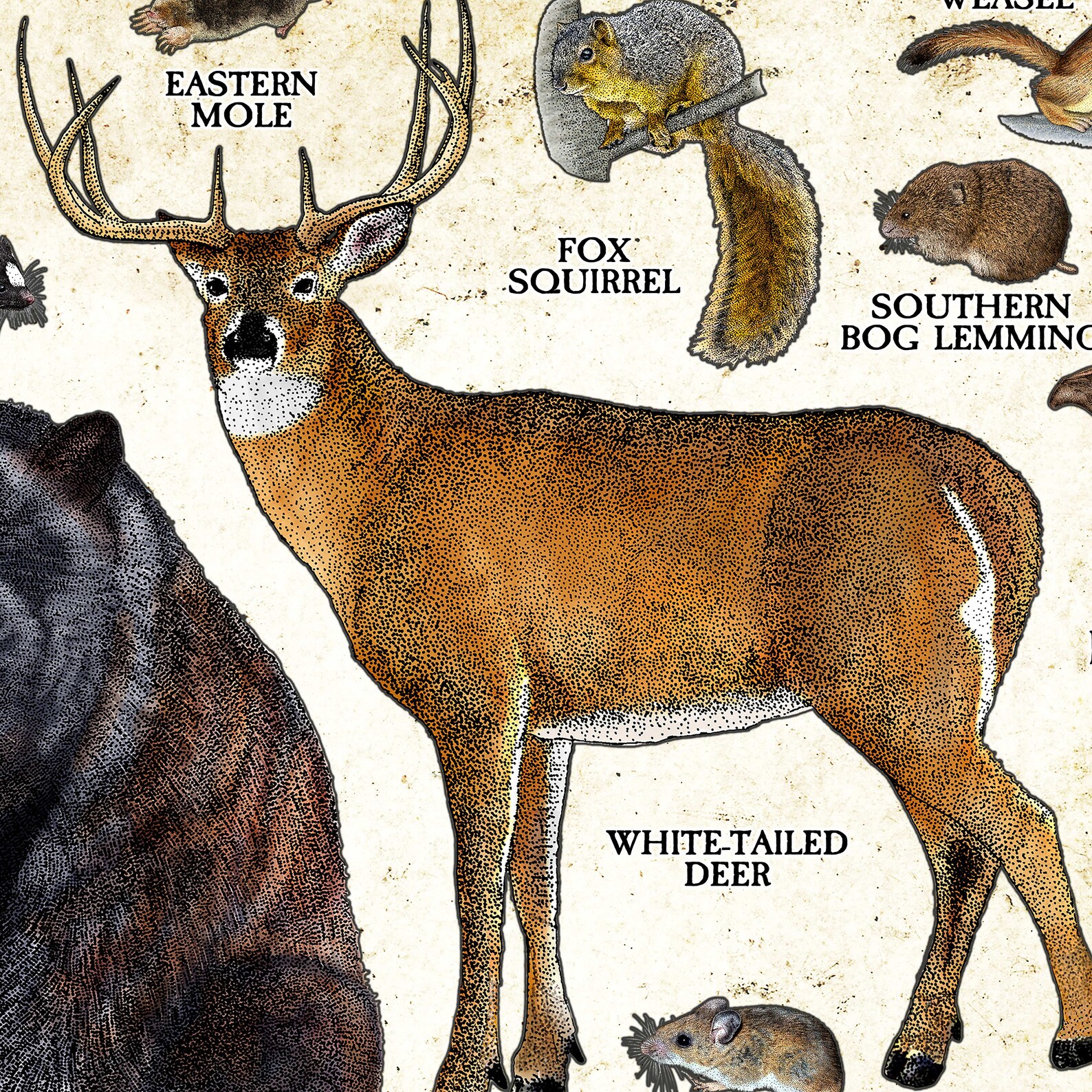 Mammals of Tennessee Poster Print / Tennessee Mammals Field Etsy