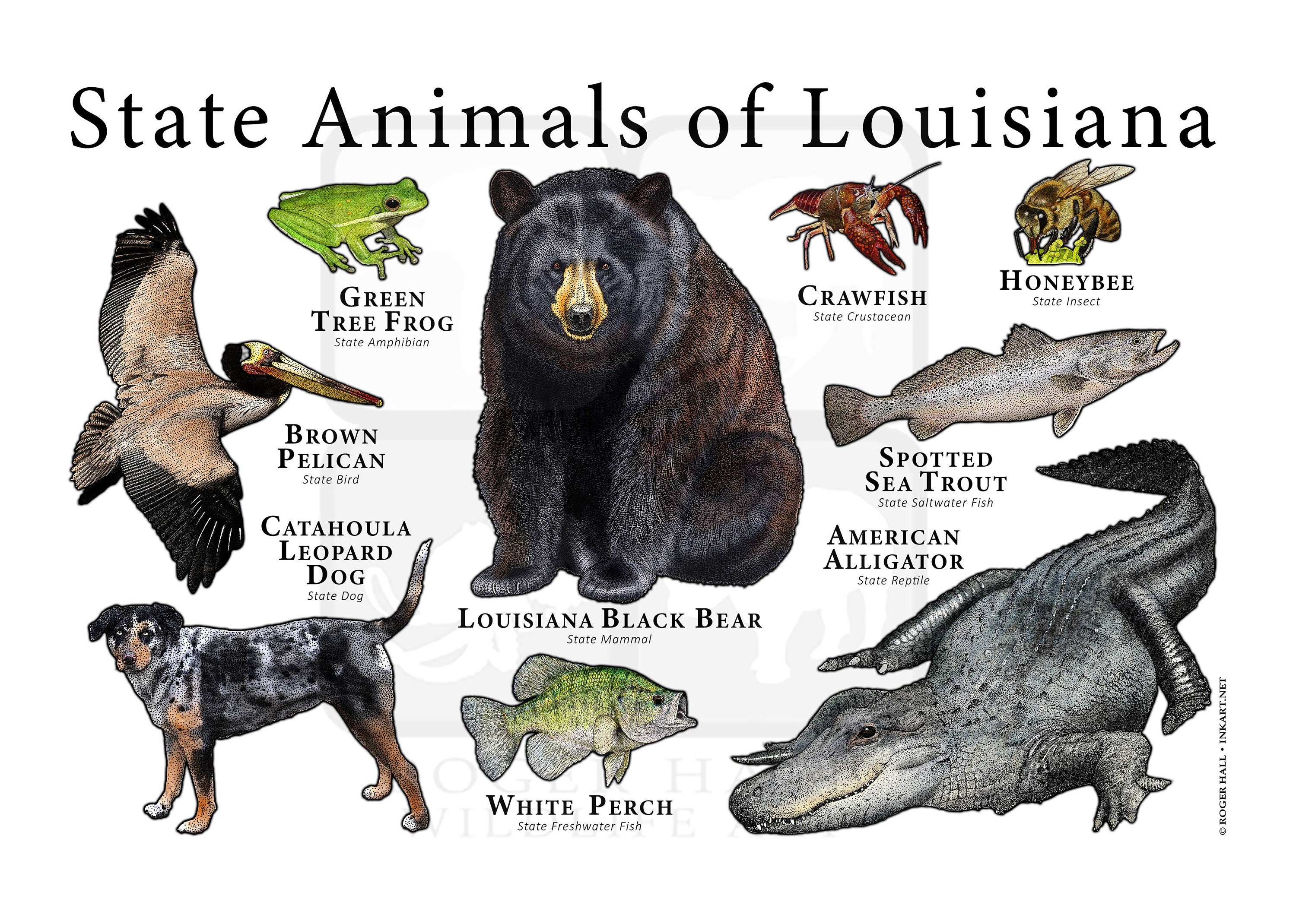 Louisiana State Animals Poster Print Etsy