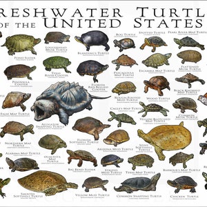 Könnte beinhalten: Illustrierter Leitfaden für Süßwasser-Schildkröten der Vereinigten Staaten. Das Poster zeigt farbenfrohe Illustrationen von 30 verschiedenen Schildkrötenarten, darunter die Alligator-Schnappschildkröte, die Gemeine Schnappschildkröte, die Mal-Schildkröte und die Östliche Moschus-Schildkröte.