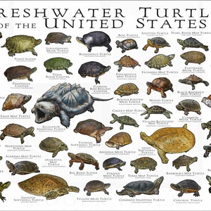 Freshwater Turtles of the United States Art Print / Field Guide White