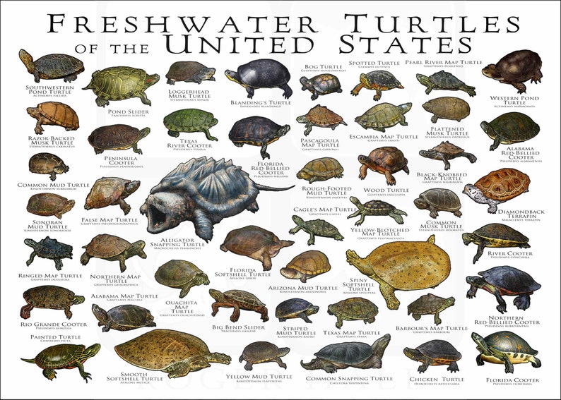 Freshwater Turtles of the United States Art Print / Field Guide White