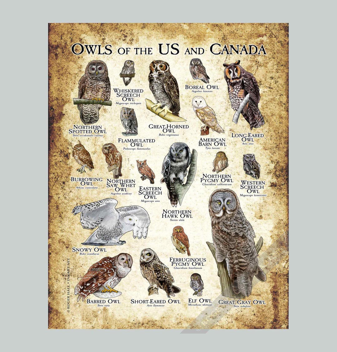 北アメリカのフクロウのポスター - アーティストのサイン入り! - Etsy 日本