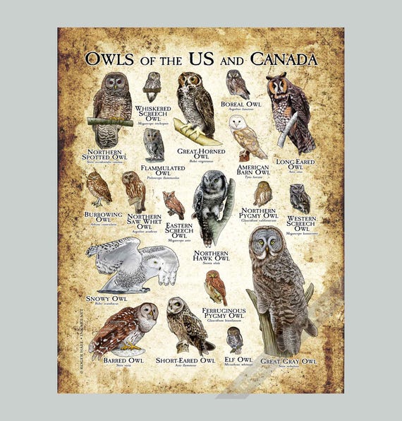 北アメリカのフクロウのポスター - アーティストのサイン入り! - Etsy 日本