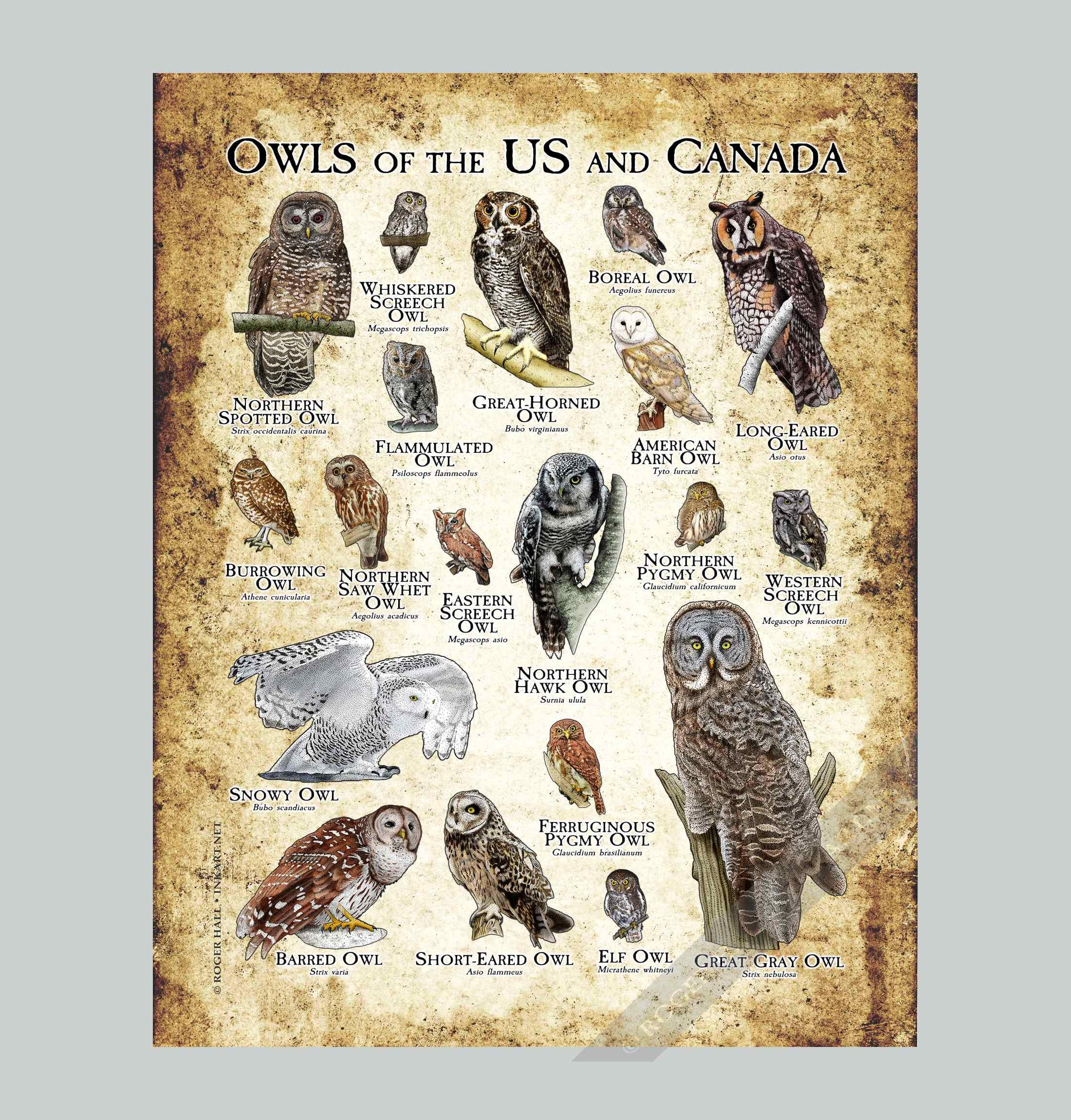 北アメリカのフクロウのポスター - アーティストのサイン入り! - Etsy 日本