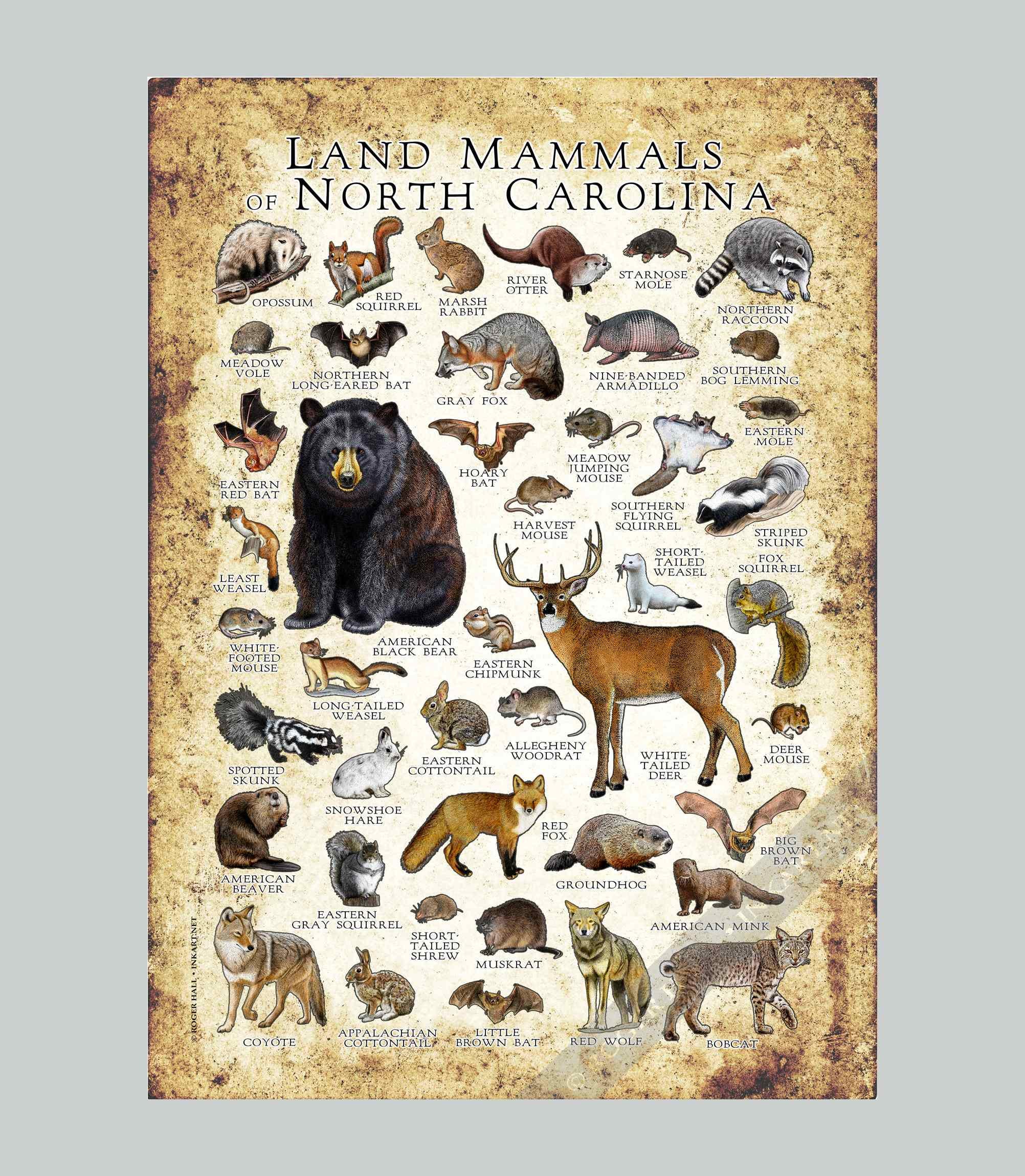 North Carolina Mammals Poster Print: Signed Wildlife Art Field Guide - Etsy