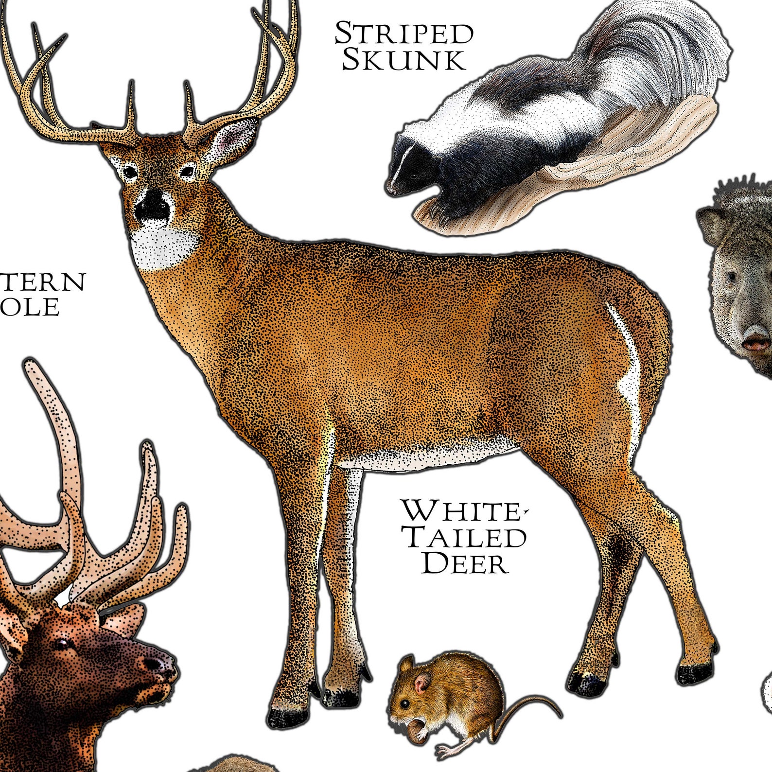 Land Mammals of Texas Poster Print / Texas Mammals Field Guide Etsy