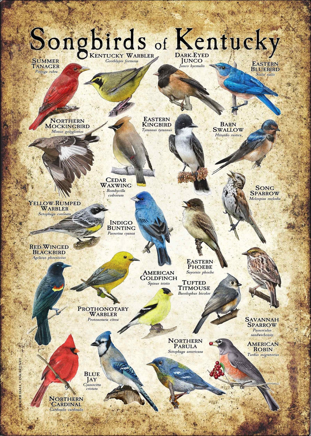 Songbirds of Kentucky Poster Print Field Guide Etsy