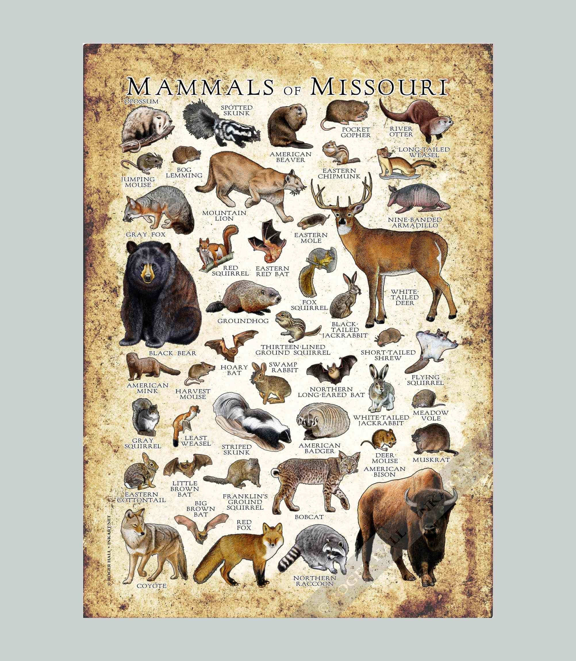 Missouri Mammals Poster Print: Field Guide Art - Signed - Etsy