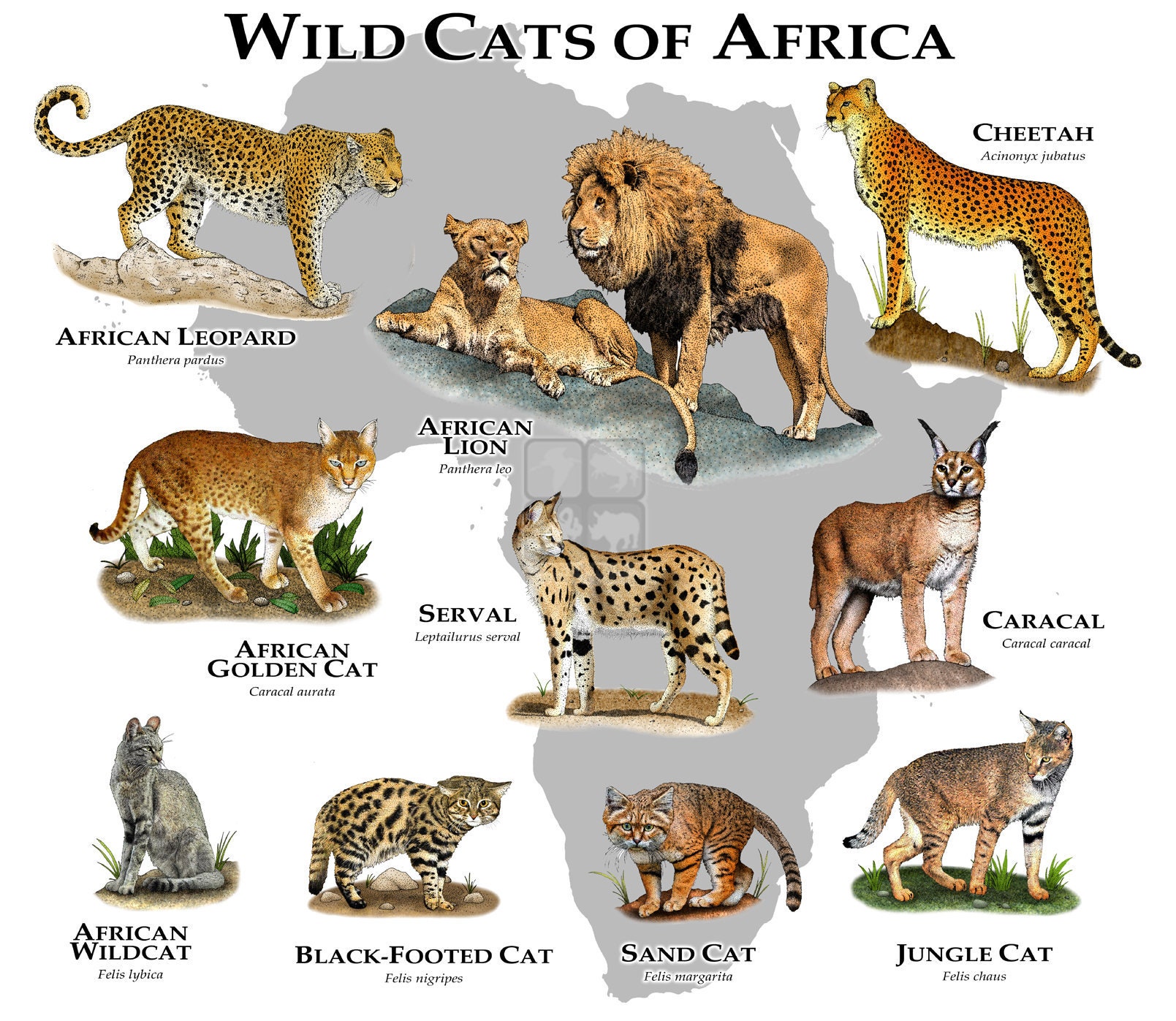 Wild Cats Of Africa Poster Print Etsy