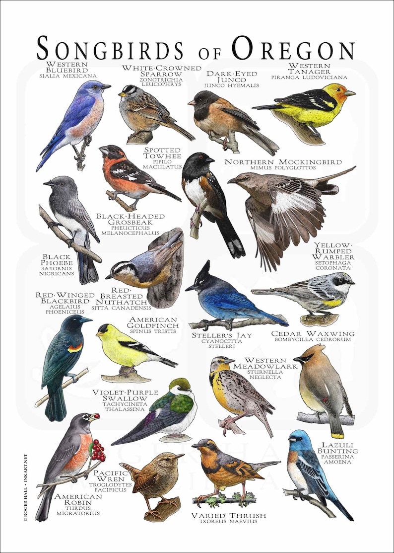 Songbirds of Oregon Poster Print/field Guide - SIGNED BY ARTIST! - Etsy