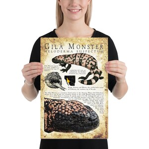K&ouml;nnte beinhalten: Ein Vintage-Poster mit einem Gila-Monster, einer giftigen Eidechse, die im S&uuml;dwesten der Vereinigten Staaten und in Mexiko beheimatet ist. Das Poster enth&auml;lt Illustrationen des Gila-Monsters, seines Verbreitungsgebiets und Informationen &uuml;ber seine Gr&ouml;&szlig;e, Lebensdauer und seinen Erhaltungszustand. Der Text lautet "Gila Monster", "Heloderma suspectum", "L&auml;nge 37 (50 cm)", "Lebensdauer 20 Jahre", "Status Nahezu Bedroht", "Verbreitung: Arizona und Mexiko, der s&uuml;dwestliche Teil Kaliforniens, die S&uuml;dspitze Nevadas", und "Das Gila-Monster ist eine giftige Eidechse, die in den Sonora-, Mojave- und Chihuahuan-W&uuml;sten beheimatet ist. Es ist eine von nur zwei giftigen Eidechsen der Welt. Trotz seines Giftes stellt es nur eine geringe Bedrohung f&uuml;r Menschen dar. Es verbringt einen Gro&szlig;teil seines Lebens unterirdisch und wird nicht h&auml;ufig in freier Wildbahn angetroffen. Gila-Monster jagen Insekten, W&uuml;rmer, kleine S&auml;ugetiere, Eidechsen, Fr&ouml;sche, M&auml;use und Aas. Der Name "Gila" bezieht sich auf den Gila River, der ein Nebenfluss des Colorado River ist, wo er zu finden ist."