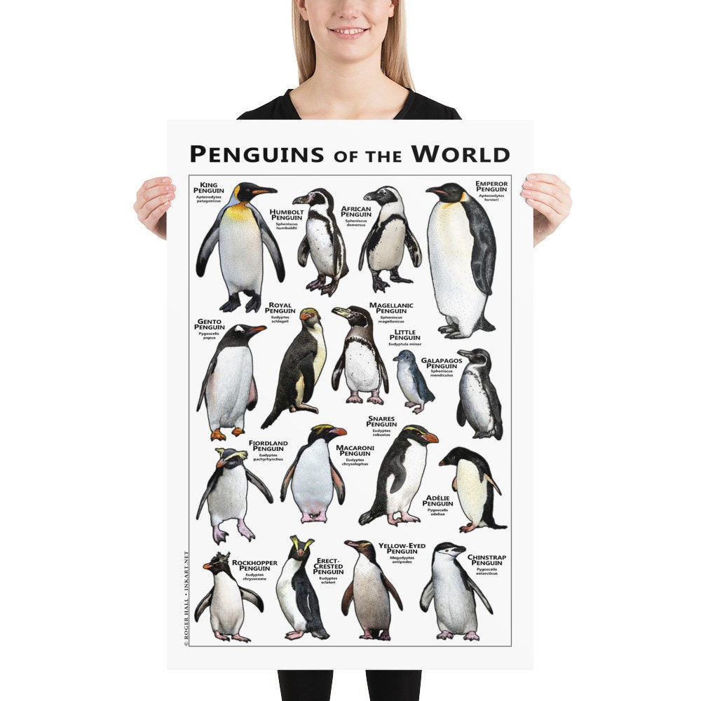 Penguins of the World Print - SIGNED BY ARTIST! - Etsy