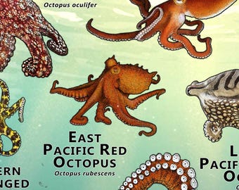 世界のタコのポスタープリント - アーティストのサイン入り! - Etsy 日本