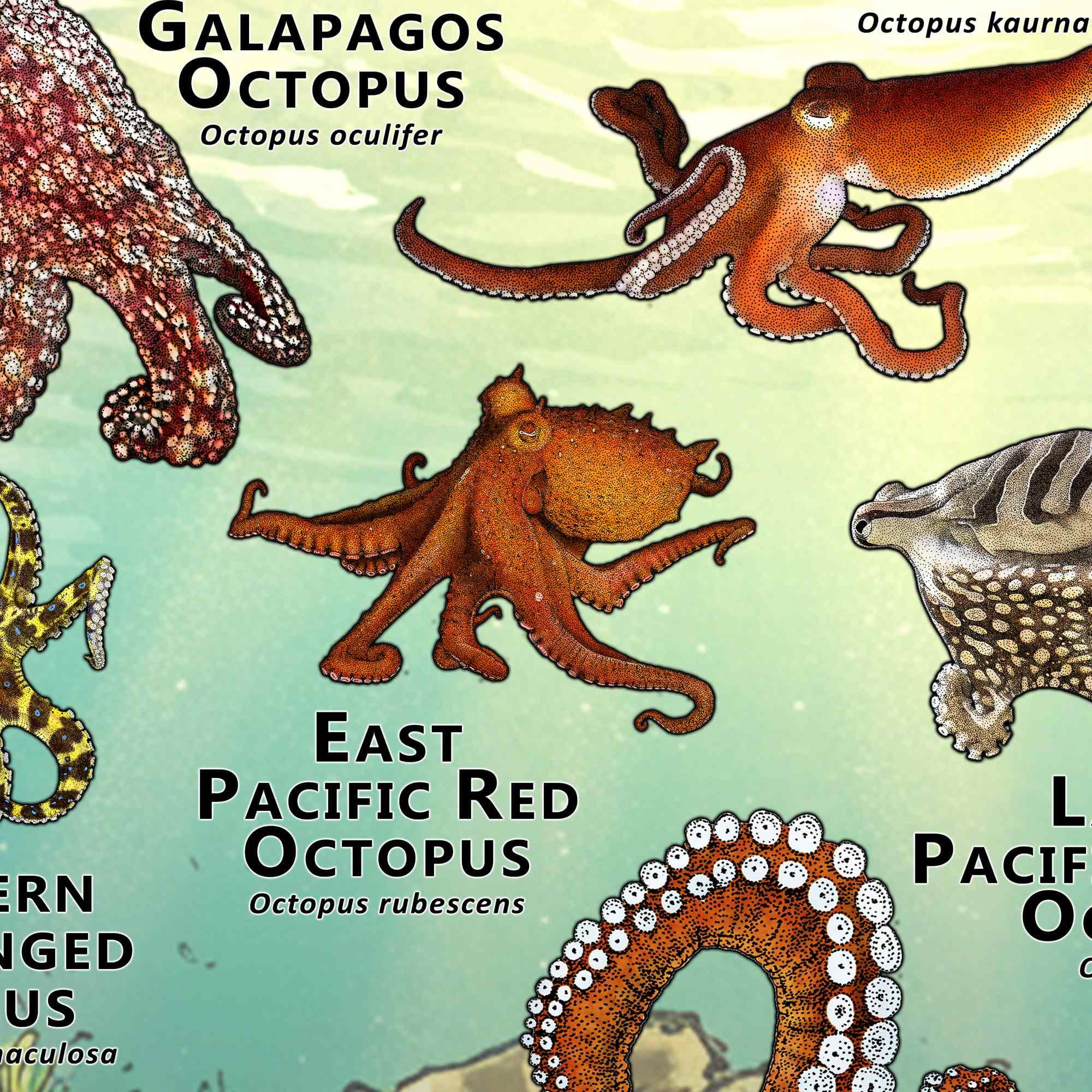 Octopus of the World-posterprint - GESIGNEERD DOOR KUNSTENAAR! - Etsy België, image size:2000x2000