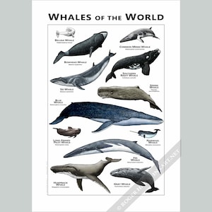 Whales of the World Poster/Field Guide
