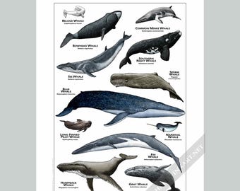 Poster/Guide de terrain sur les baleines du monde