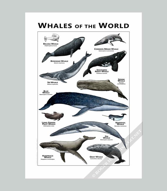 世界のクジラポスター／フィールドガイド - Etsy 日本