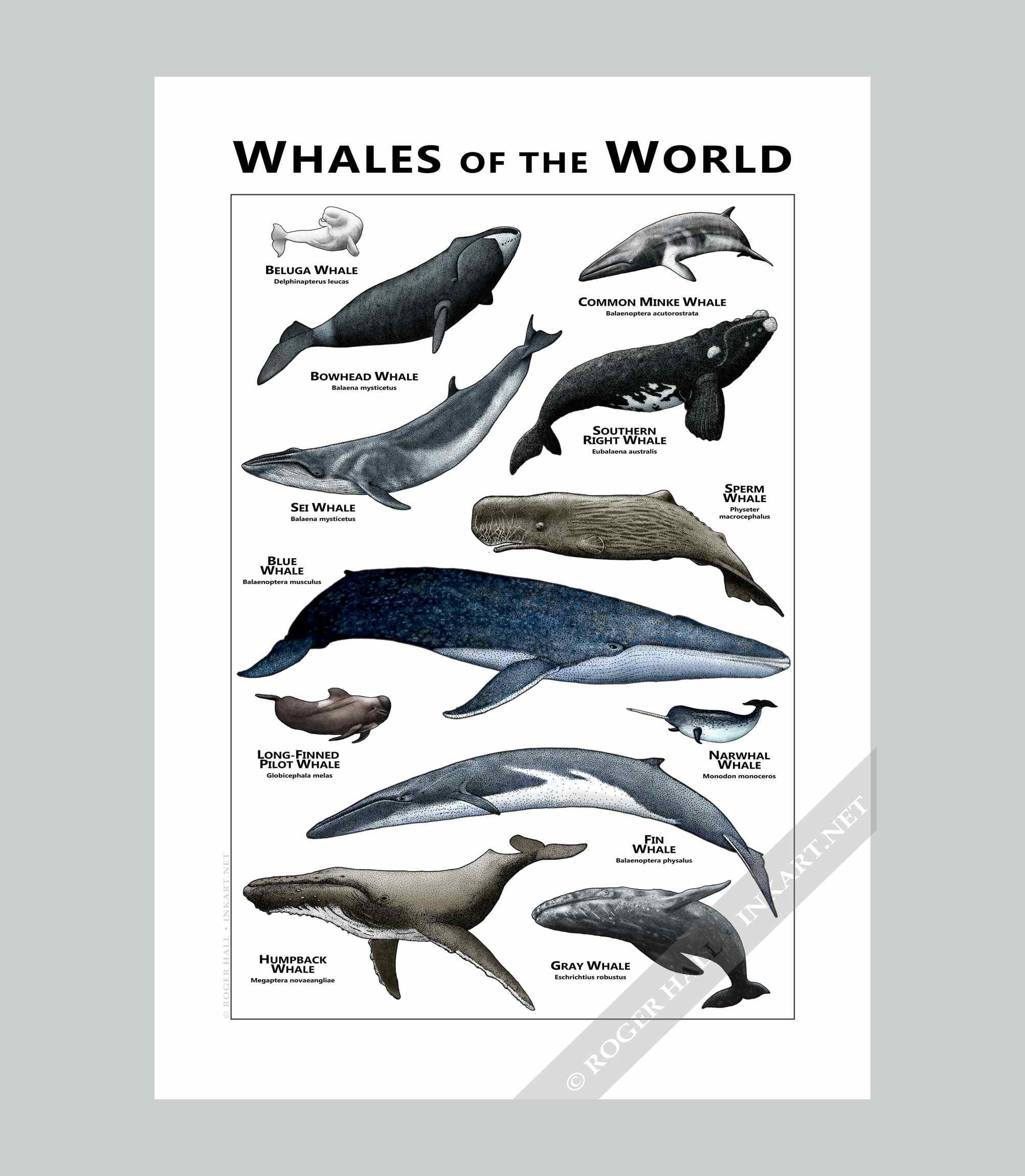 世界のクジラポスター／フィールドガイド - Etsy 日本