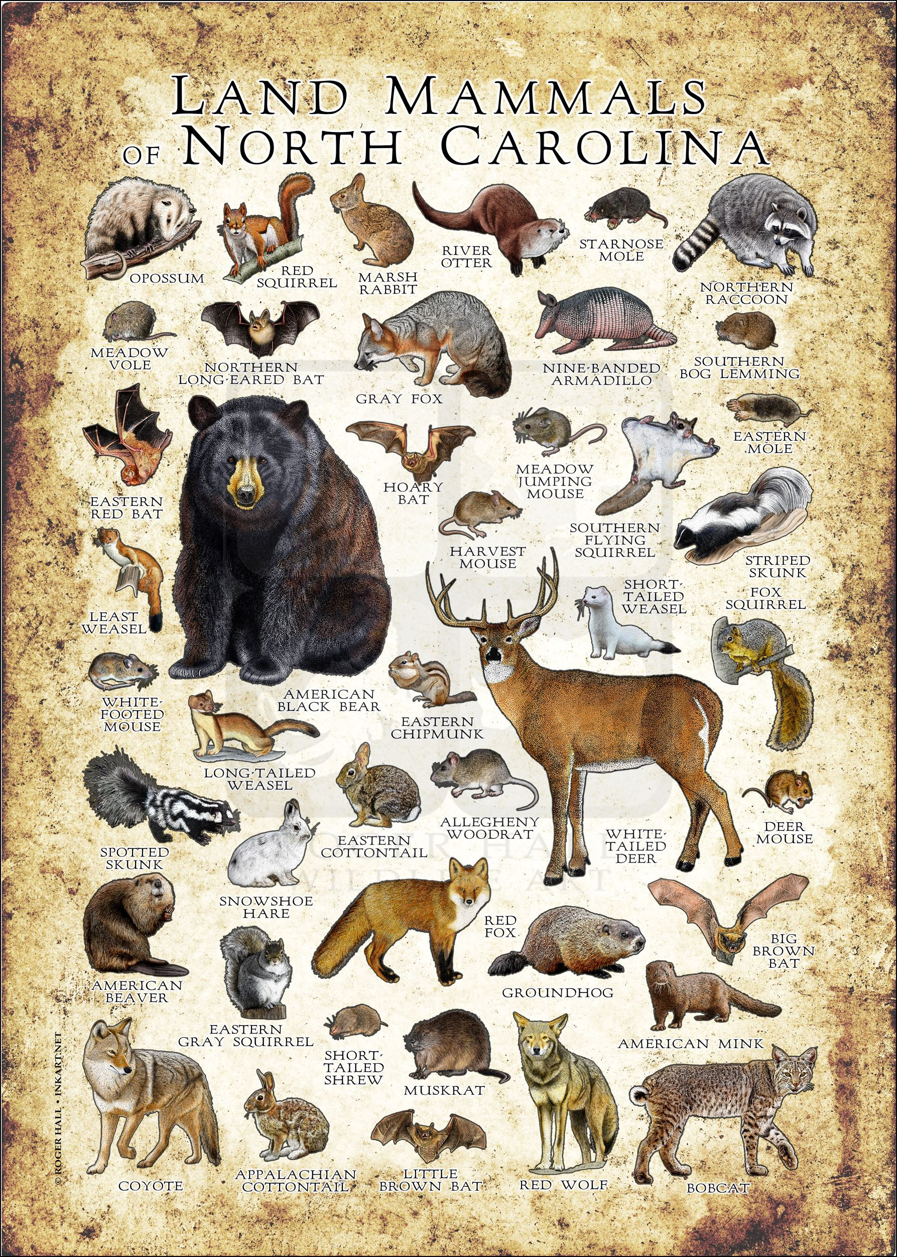 ノースカロライナ州の哺乳類ポスタープリント：サイン入り野生動物