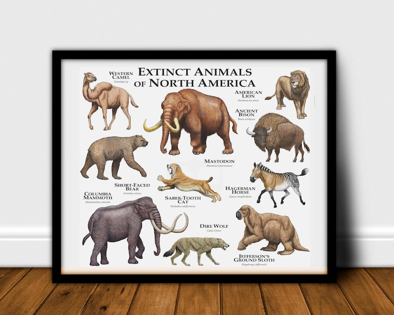 презентация северной америки или южной америки млекопитающие. список млекопитающих северной америки. животные северной америки. млекопитающие северной америки. животные южной америки 4 класс окружающий мир.