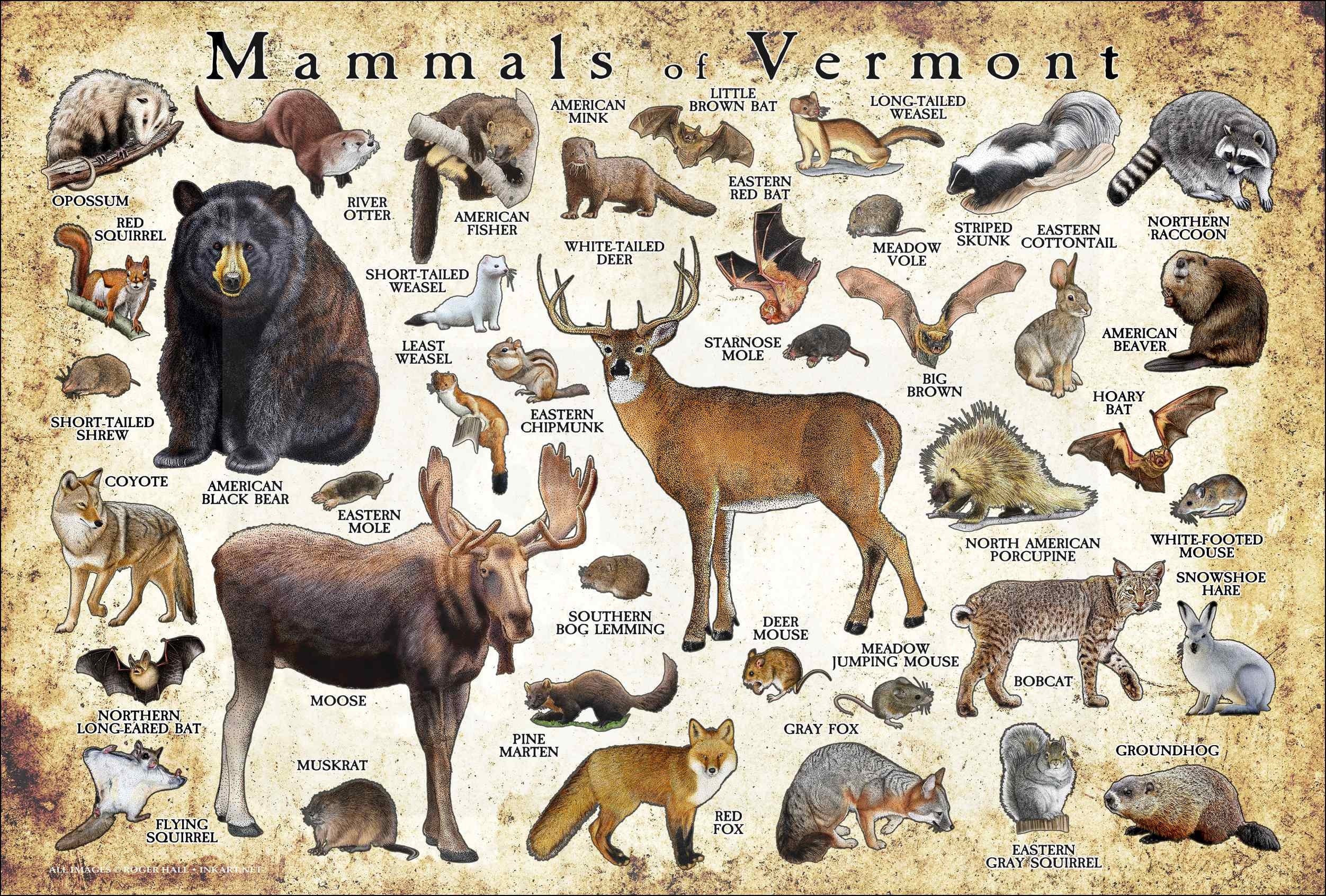 Mammals of Vermont Poster Print / Vermont Mammals Field Guide Etsy