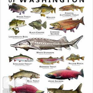 Washington Fish Chart Freshwater Sportfish of Washington Poster Print/field Guide - SIGNED BY ...