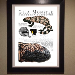 K&ouml;nnte beinhalten: Eine detaillierte Illustration eines Gila-Monsters, einer giftigen Eidechse, die im S&uuml;dwesten der Vereinigten Staaten und in Mexiko beheimatet ist. Die Illustration zeigt den schwarz-wei&szlig; gestreiften K&ouml;rper der Eidechse mit gelben und orangefarbenen Markierungen. Der Text "Gila Monster" und "Heloderma suspectum" ist oben im Bild in Schwarz gedruckt. Der Text "LENGTH 22" (36 cm) "LIFESPAN 20 YEARS" "STATUS Near Threatened" ist in Schwarz unter der Eidechse gedruckt. Der Text "Range Arizona and Mexico, the southeastern corner of California, the southern tip of Nevada." ist in Schwarz unter der Eidechse gedruckt. Der Text "The Gila Monster is a venomous lizard native to the Sonoran, Mojave & Chihuahuan deserts. It is one of only two venomous lizards in the world Despite being venomous it poses little threat to humans. It spends much of its life underground and is not frequently encountered in the wild. Gila monsters most often raid nests to prey on small birds and eggs. They also catch small mammals, lizards, frogs, insects and carrion. The name "Gila" refers to the Gila River which is a tributary of the Colorado River where the lizard can be found." ist in Schwarz unter der Eidechse gedruckt.