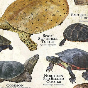 Turtle Types Va Freshwater Turtles of Virginia Poster Print/field Guide - SIGNED BY ...