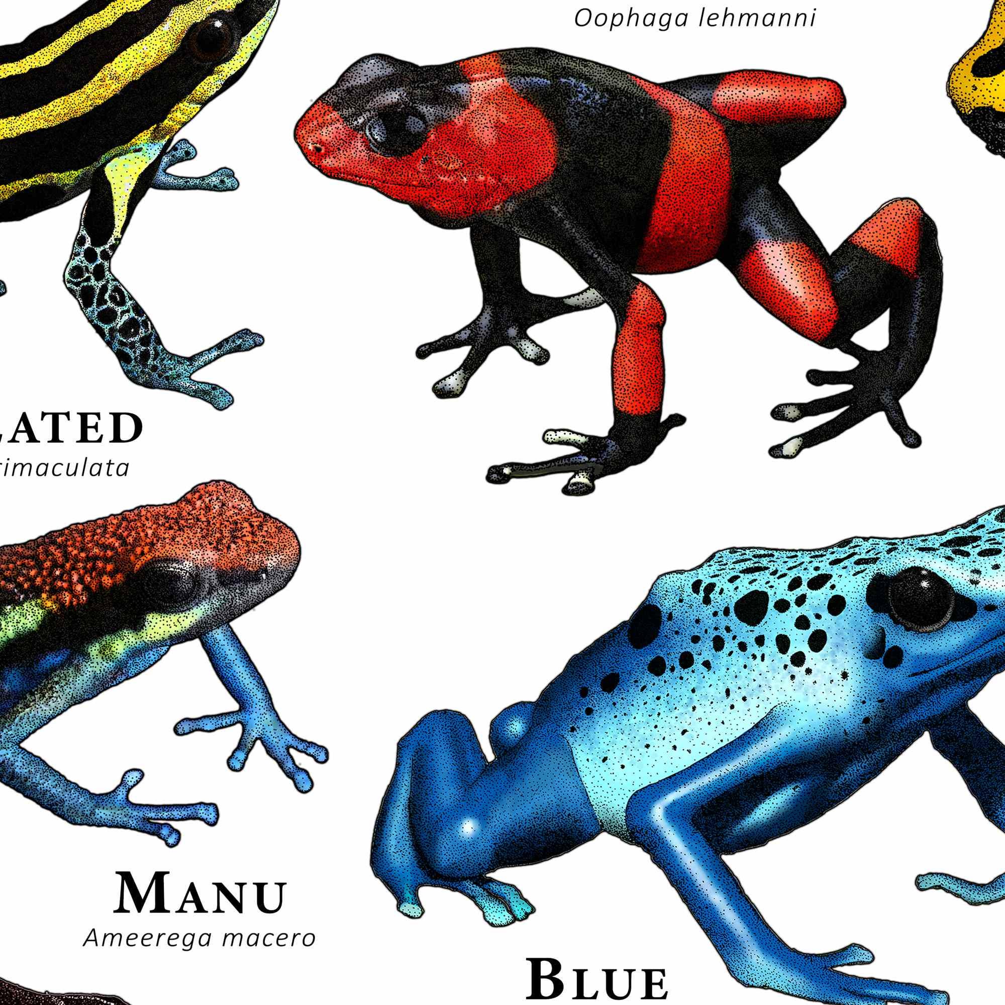 ヤドクガエルのポスタープリント - アーティストのサイン入り! - Etsy 日本