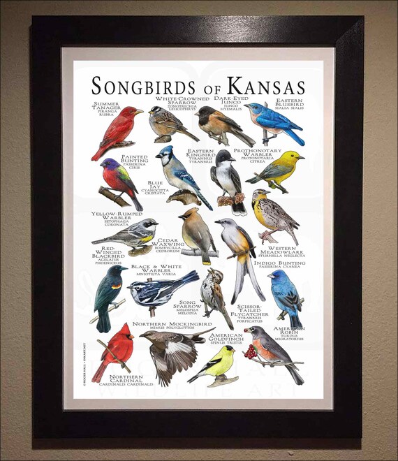 Songbirds of Kansas Poster Print/field Guide - SIGNED BY ARTIST