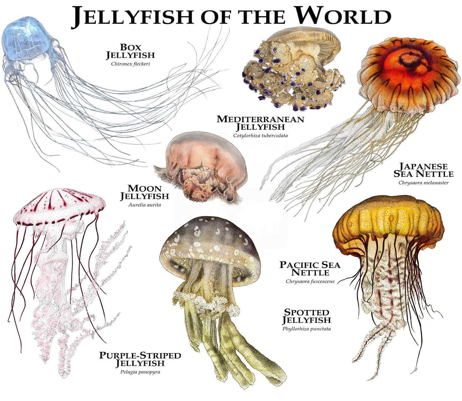 Jellyfish of the World Poster Print Etsy