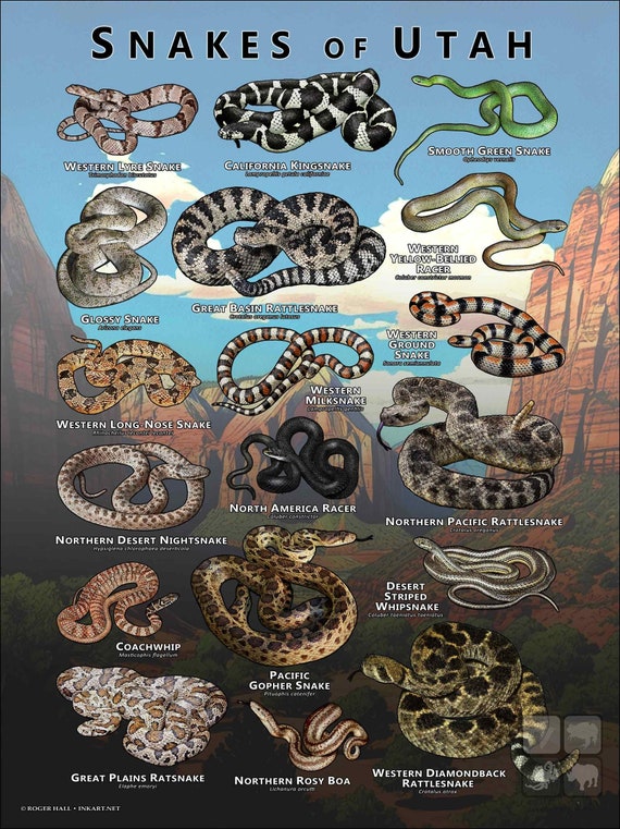 ユタ州のヘビのポスタープリント/フィールドガイド